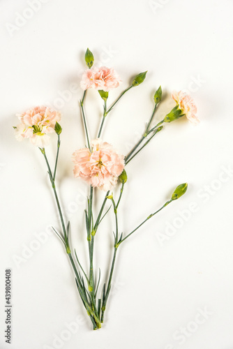 Oeillet des fleuristes sur fond blanc
