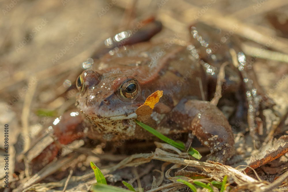 Two mating brown grass frogs on the lake Two mating brown grass frogs on the lake