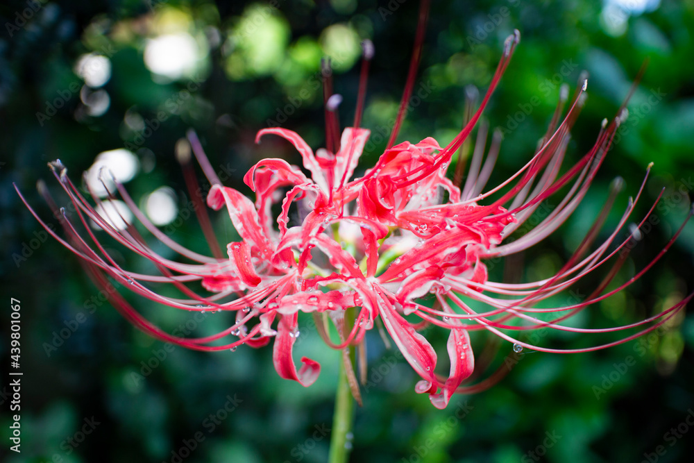 雨粒滴る1輪の彼岸花
【Red spider lily dripping with raindrops】 雨粒滴る1輪の彼岸花
【Red spider lily dripping with raindrops】