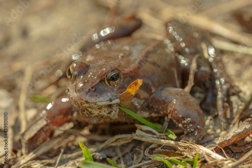 Two mating brown grass frogs on the lake