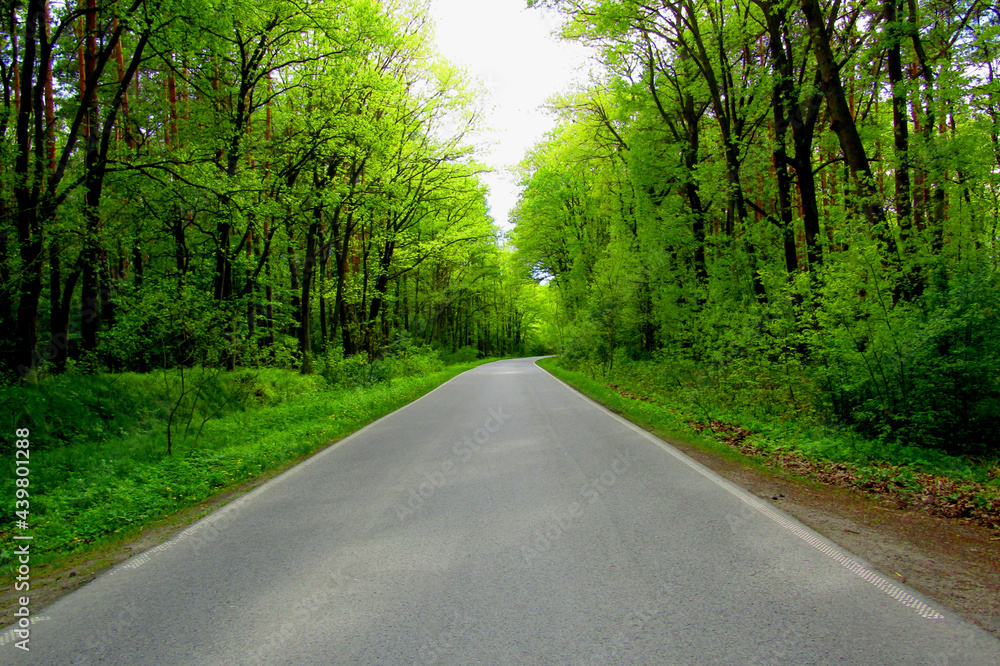 road in the forest 