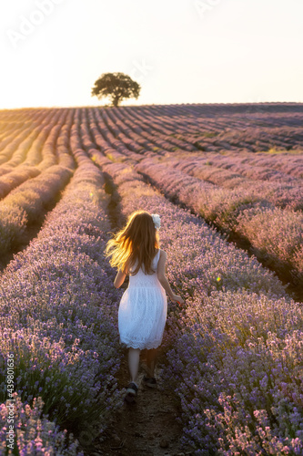 Fototapeta Naklejka Na Ścianę i Meble -  Beautiful little girl enjoying and running between rows of blooming lavender field at golden hour before sunset