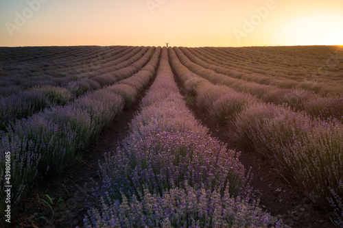 Amazing sunset view with beautiful lavender field and a small woman silhouette in the distance at the horizon