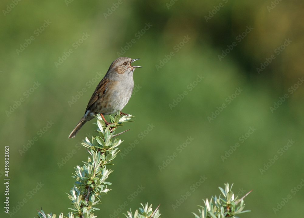 Heggenmus, Dunnock, Prunella modularis