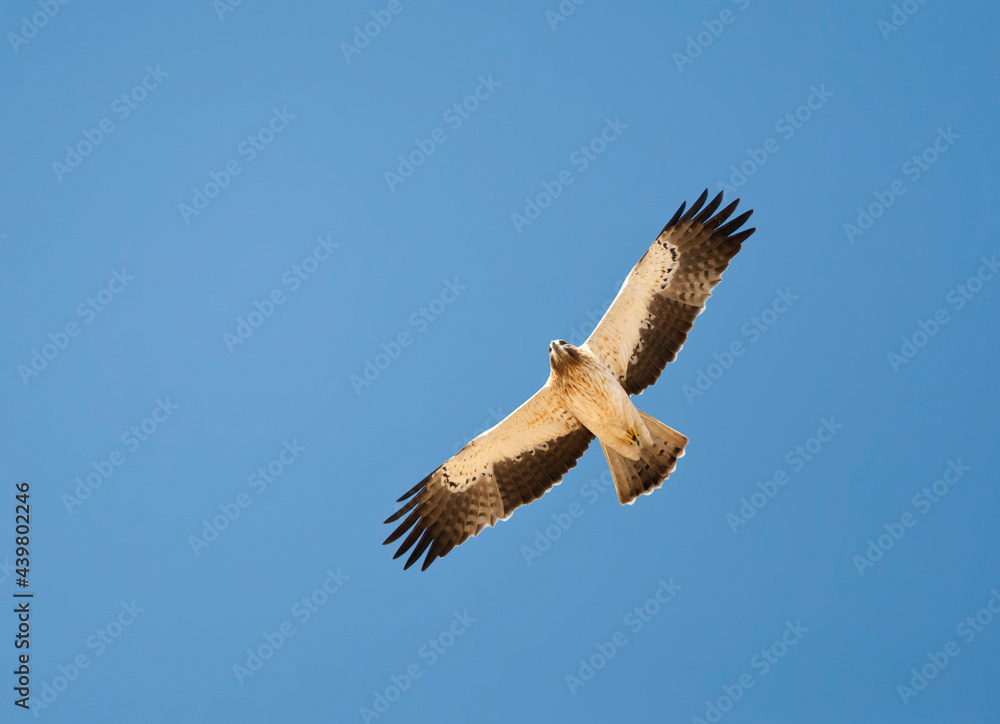 Booted Eagle, Dwergarend, Hieraaetus pennatus