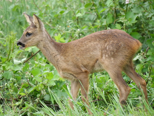  Roe deer calf exploring the world. Close up roe deet calf. Reekalf vol in beeld.