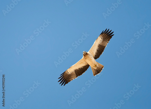 Obraz na płótnie Booted Eagle, Dwergarend, Hieraaetus pennatus w salonie