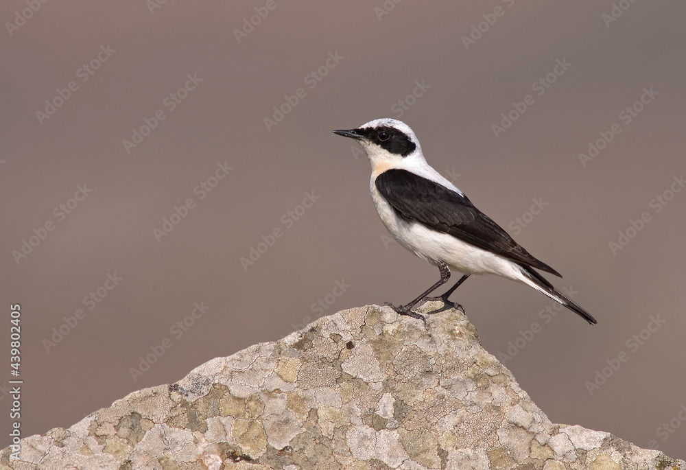 Eastern Black-eared Wheatear, Oostelijke Blonde Tapuit, Oenanthe melanoleuca Eastern Black-eared Wheatear, Oostelijke Blonde Tapuit, Oenanthe melanoleuca