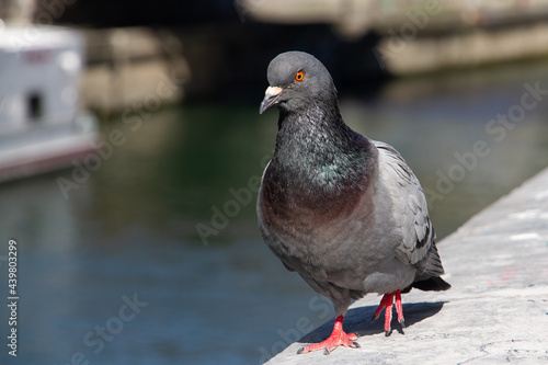 Slow travel Paris - finding the details: City pigeon strolling on a wall on the embankments of the Seine River photo