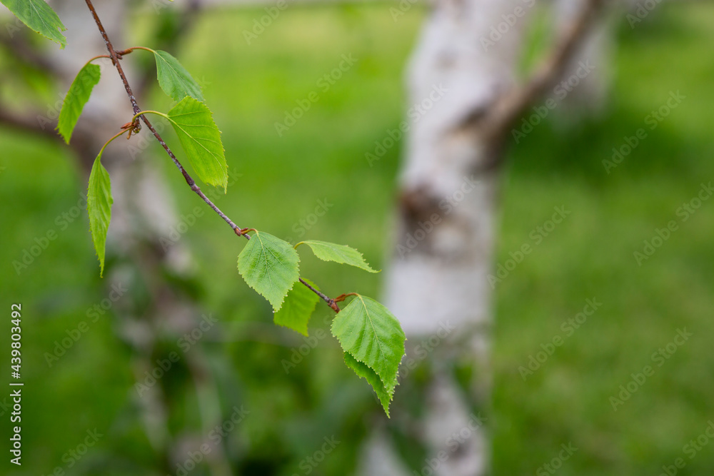 birch branch Betula pendula, silver birch, warty birch, European white birch with young green leaves birch branch Betula pendula, silver birch, warty birch, European white birch with young green leaves