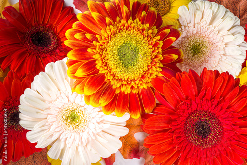 Flat lay with colorful red yellow orange autumn flowers on white background. Bright Fall  thanksgiving day concept. Top view  copy space