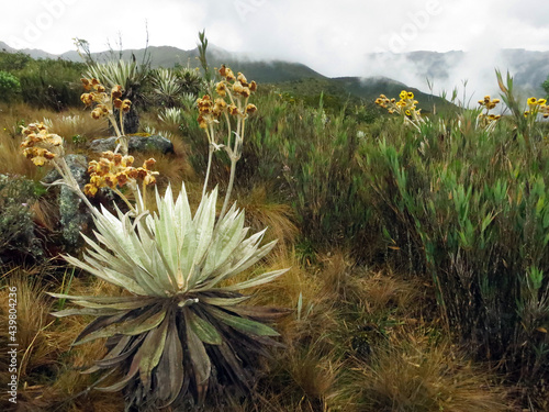 Espeletia grandiflora, Chingaza National Park, Cundinamarca Department, Colombia photo