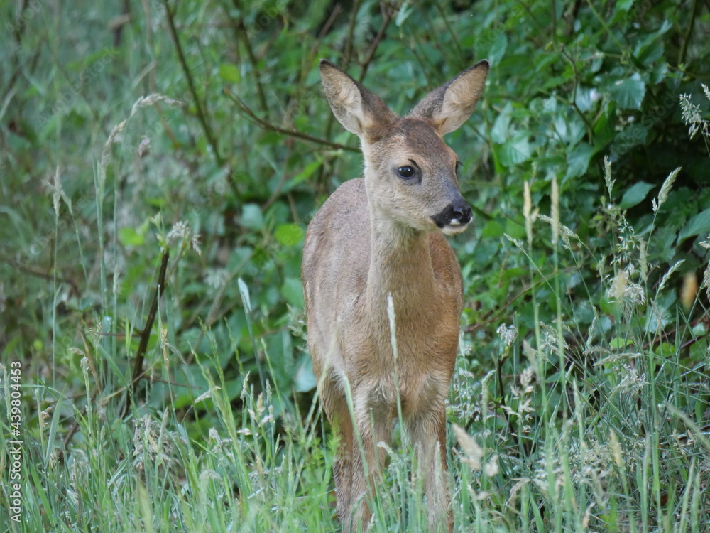 roe deer calf exploring the world roe deer calf exploring the world