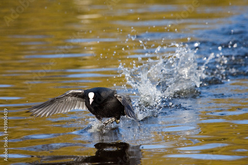 Eurasian Coot, Meerkoet, Fulica atra © AGAMI