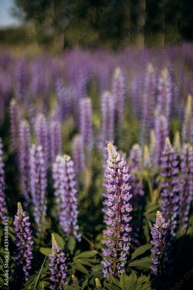 Obraz premium lupine close up. lupine field with blurred background.