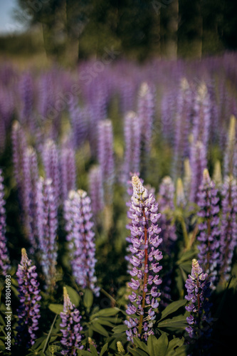 lupine close up. lupine field with blurred background.