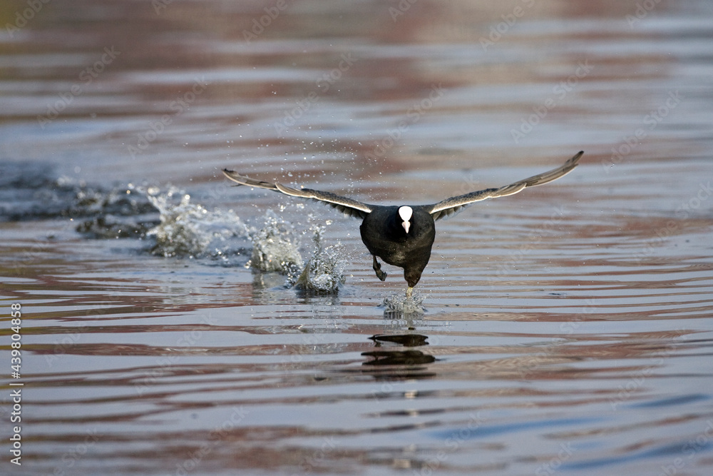 Meerkoet, Eurasian Coot, Fulica atra Meerkoet, Eurasian Coot, Fulica atra