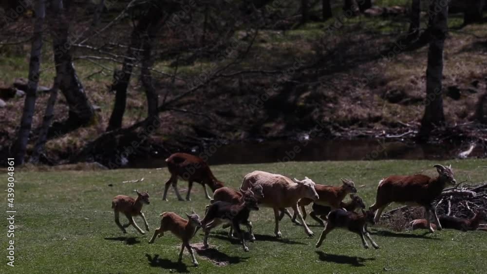 Mouflon in spring in Capcir, Pyrenees, France Mouflon in spring in Capcir, Pyrenees, France