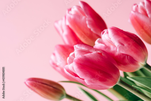 Fresh tulip flowers on a pink background. Bright spring background. Copy space for text.