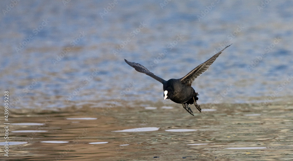 Meerkoet, Eurasian Coot, Fulica atra Meerkoet, Eurasian Coot, Fulica atra