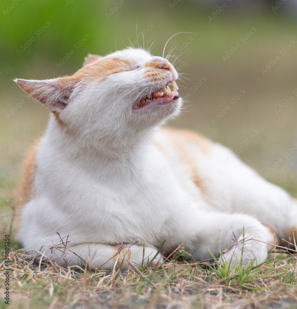 のんびり過ごす猫 茶白猫 のんびり過ごす猫 茶白猫
