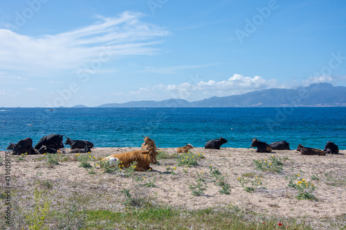 Corse du sud, France photo