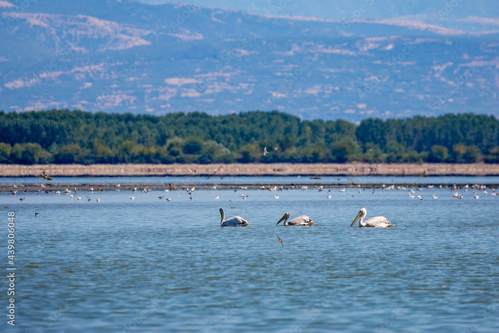 Three Dalmatian Pelicans swimming in the clear blue water of lake Kerkini national reserve park in Northern Greece. Birdwatching and wildlife. Shallow focus.