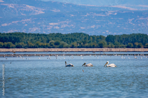 Three Dalmatian Pelicans swimming in the clear blue water of lake Kerkini national reserve park in Northern Greece. Birdwatching and wildlife. Shallow focus. © lightcaptured