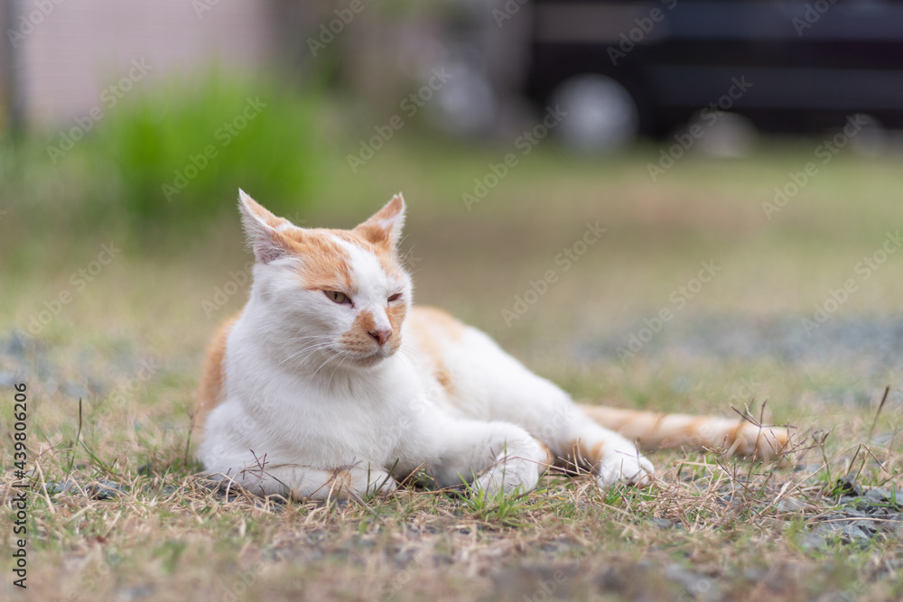 のんびり過ごす猫　茶白猫