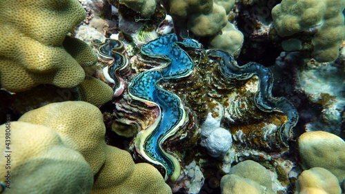 Rugose giant clam. Molluscs, type Mollusca. Bivalve mollusks. Family Tridacnidae - Tridacnidae. Large tridacna.