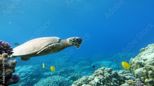 Sea turtles . Great Reef Turtle .Bissa.