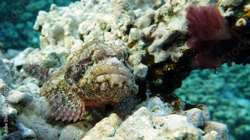 Tassled Scorpionfish. Fish - a type of bone fish Osteichthyes. Scorpaenidae. Flat-headed scorpenopsis.