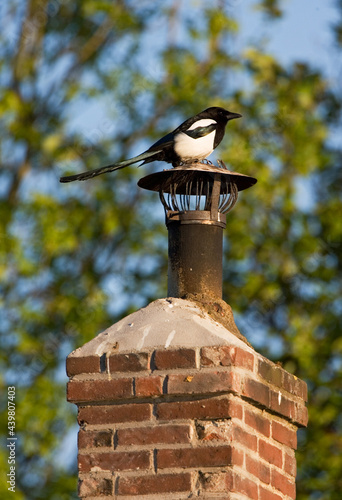 Ekster, Eurasian Magpie, Pica pica photo