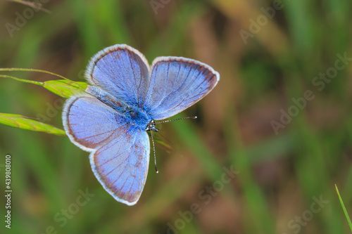 blue coloring beautiful butterfly on a spikelet on a blurred background