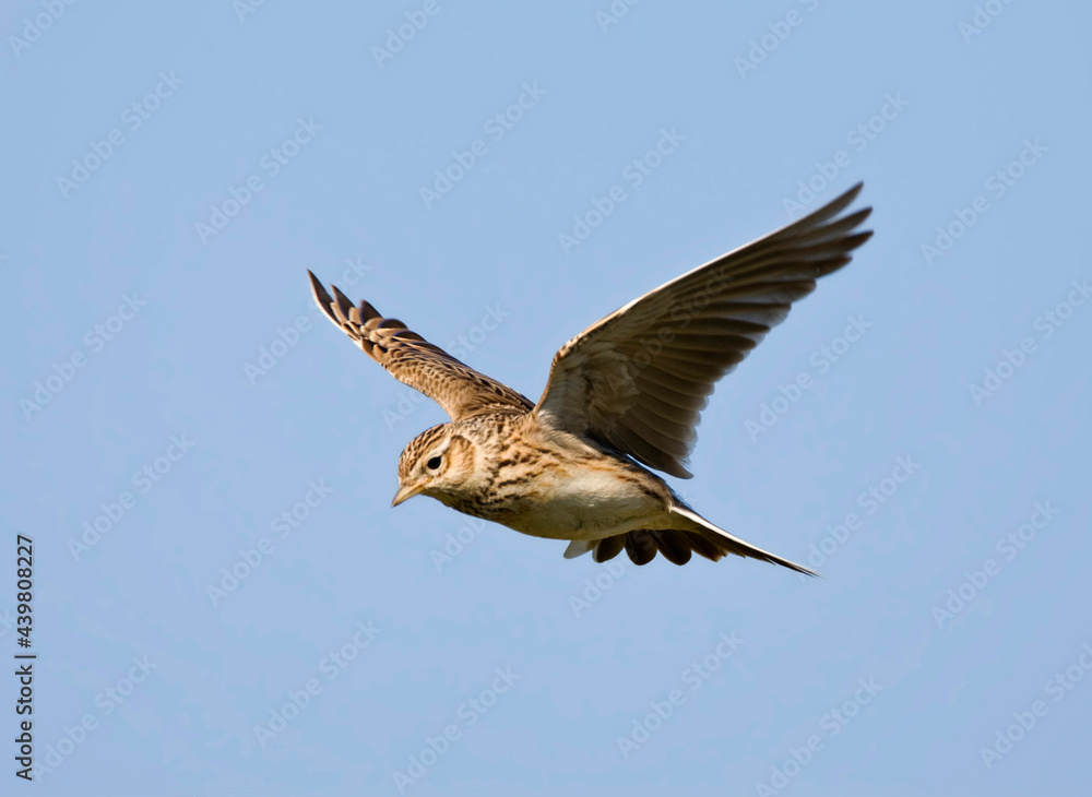 Fototapeta premium Veldleeuwerik, Eurasian Skylark, Alauda arvensis