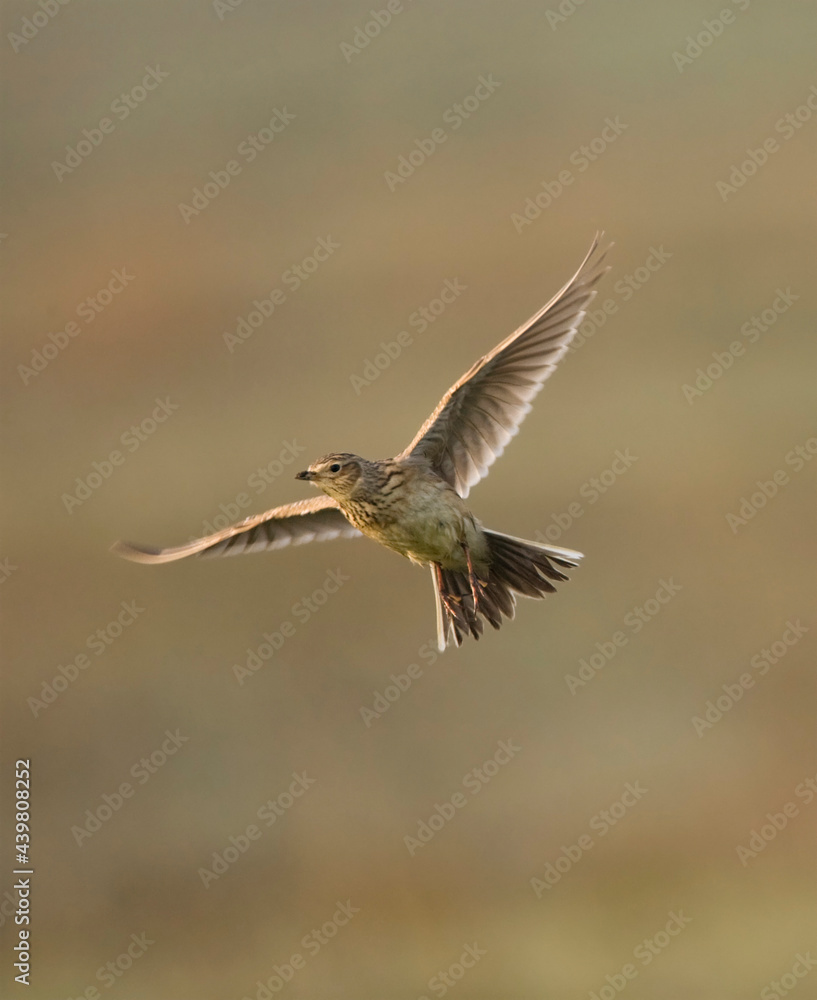 Fototapeta premium Veldleeuwerik, Eurasian Skylark, Alauda arvensis