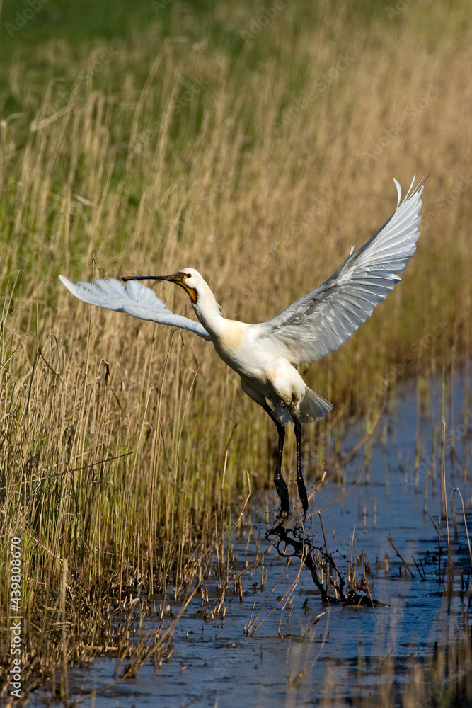 Fototapeta premium Lepelaar, Eurasian Spoonbill, Platalea leucorodia