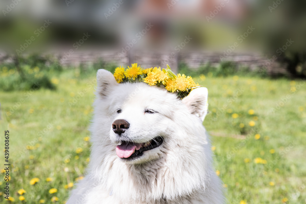 Fototapeta premium A cheerful Samoyed dog wearing a dandelion wreath. The concept of summer happiness