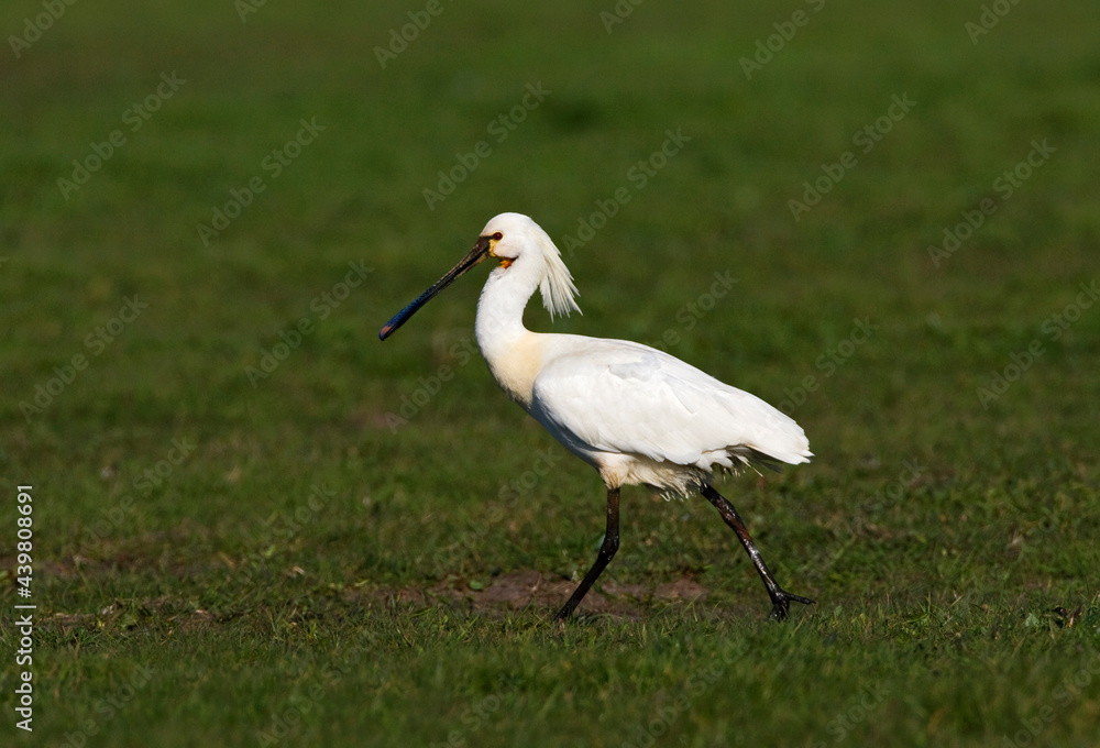 Lepelaar, Eurasian Spoonbill, Platalea leucorodia Lepelaar, Eurasian Spoonbill, Platalea leucorodia