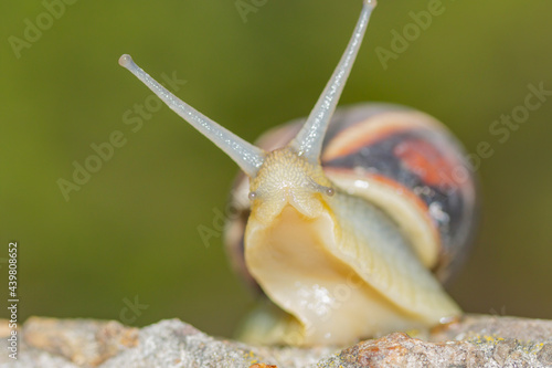 portrait of a crawling snail on concrete with a raised head on a green background