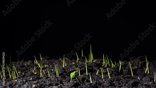 Footage B roll of Growing crop rice tree timelapse. Fresh green rice plant grow time lapse. Nature spring new life and agriculture concept. Gardening food plants. Timelapse Concept new life agricultur