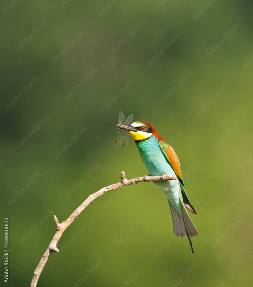 Bijeneter, European Bee-eater, Merops apiaster Bijeneter, European Bee-eater, Merops apiaster