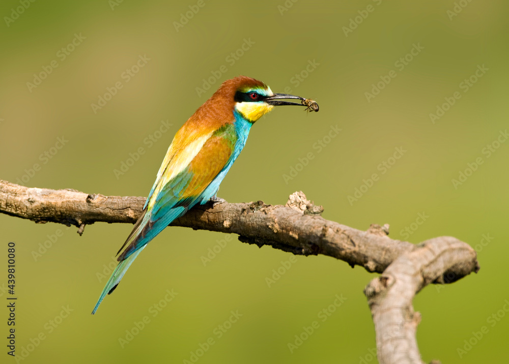 Bijeneter, European Bee-eater, Merops apiaster