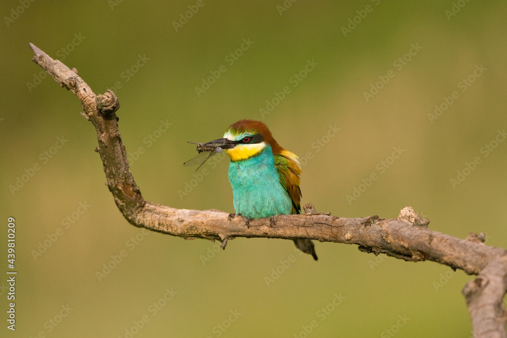Bijeneter, European Bee-eater, Merops apiaster Bijeneter, European Bee-eater, Merops apiaster