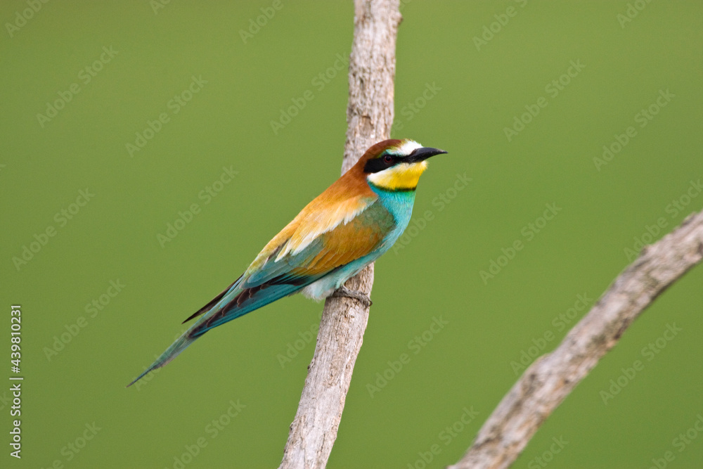 Bijeneter, European Bee-eater, Merops apiaster Bijeneter, European Bee-eater, Merops apiaster