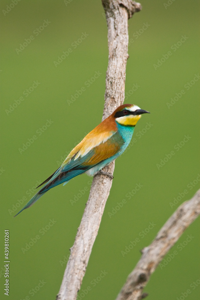 Bijeneter, European Bee-eater, Merops apiaster Bijeneter, European Bee-eater, Merops apiaster