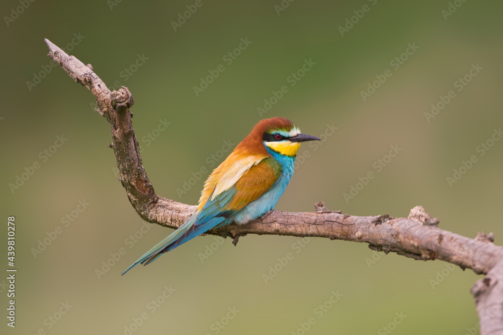 Bijeneter, European Bee-eater, Merops apiaster Bijeneter, European Bee-eater, Merops apiaster