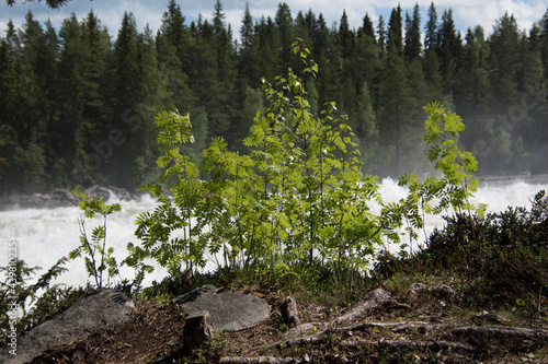 Small tree growing on the side of a river.