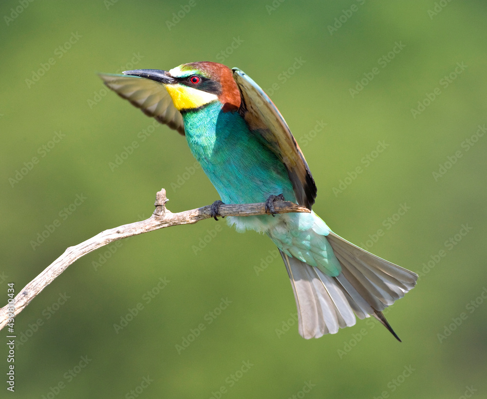 Bijeneter, European Bee-eater, Merops apiaster Bijeneter, European Bee-eater, Merops apiaster