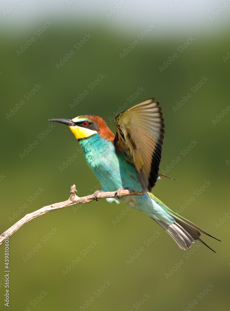 Bijeneter, European Bee-eater, Merops apiaster Bijeneter, European Bee-eater, Merops apiaster
